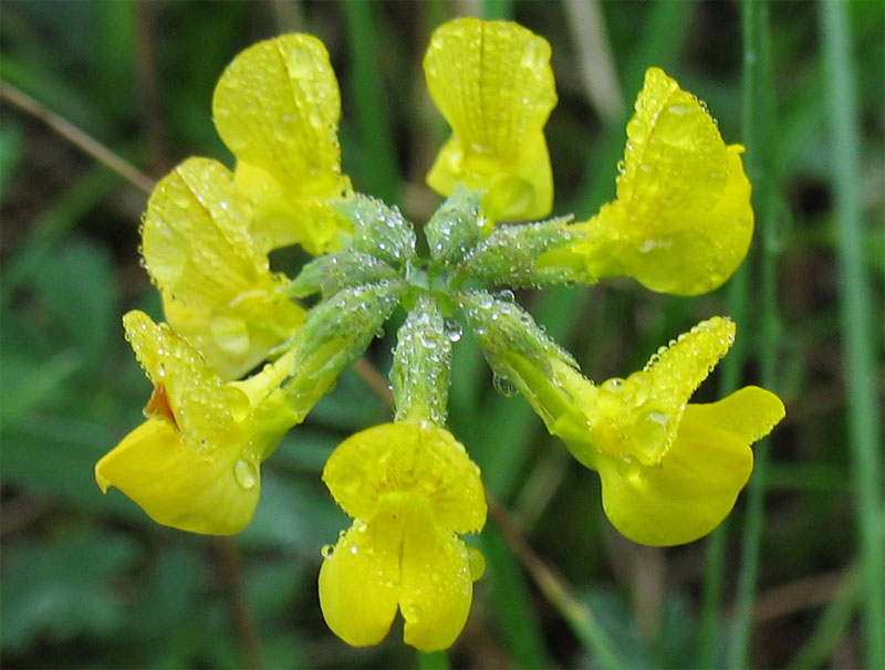 Изображение особи Hippocrepis comosa.