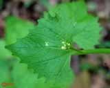 Alliaria petiolata