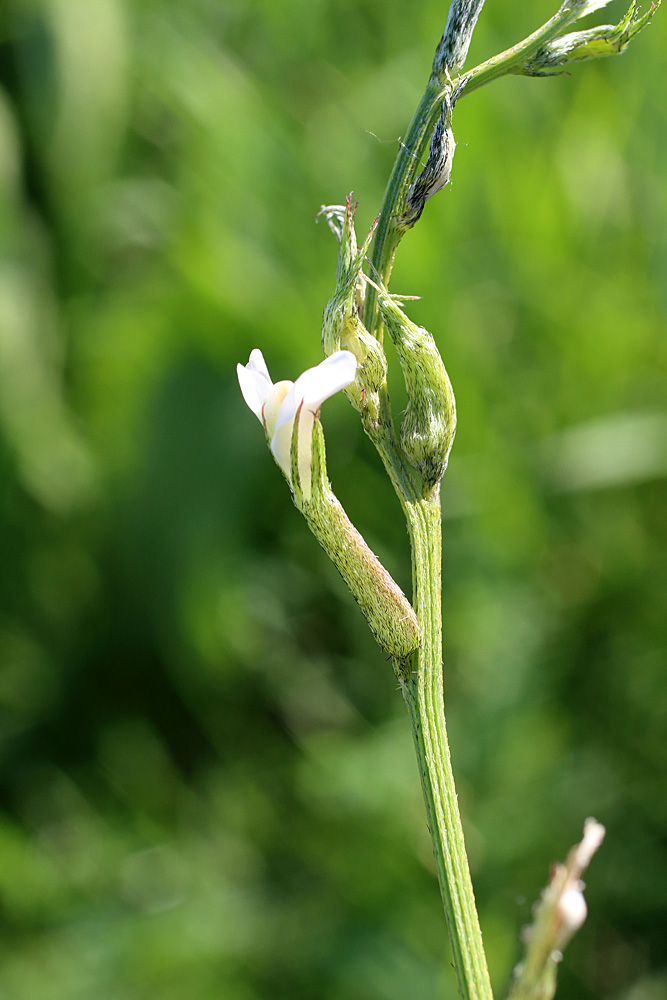 Image of Astragalus angreni specimen.