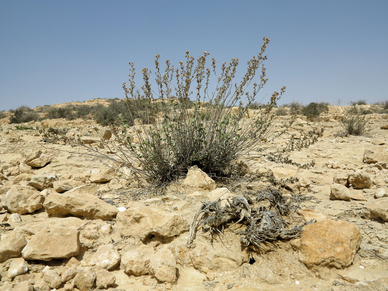 Image of Chiliadenus iphionoides specimen.