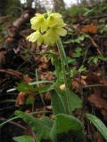 Primula elatior