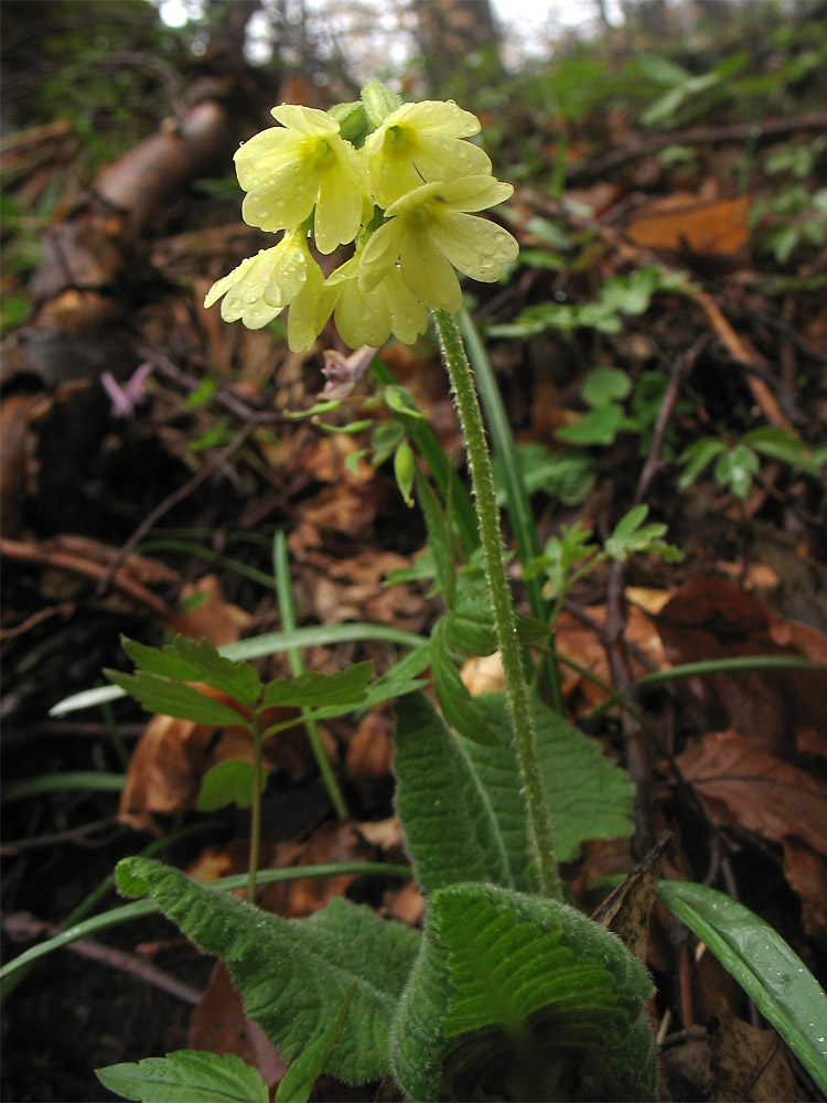 Image of Primula elatior specimen.