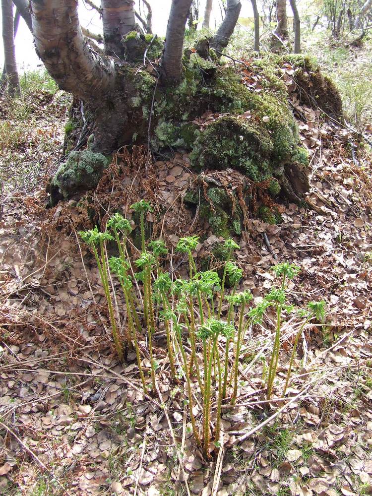 Image of Dryopteris assimilis specimen.