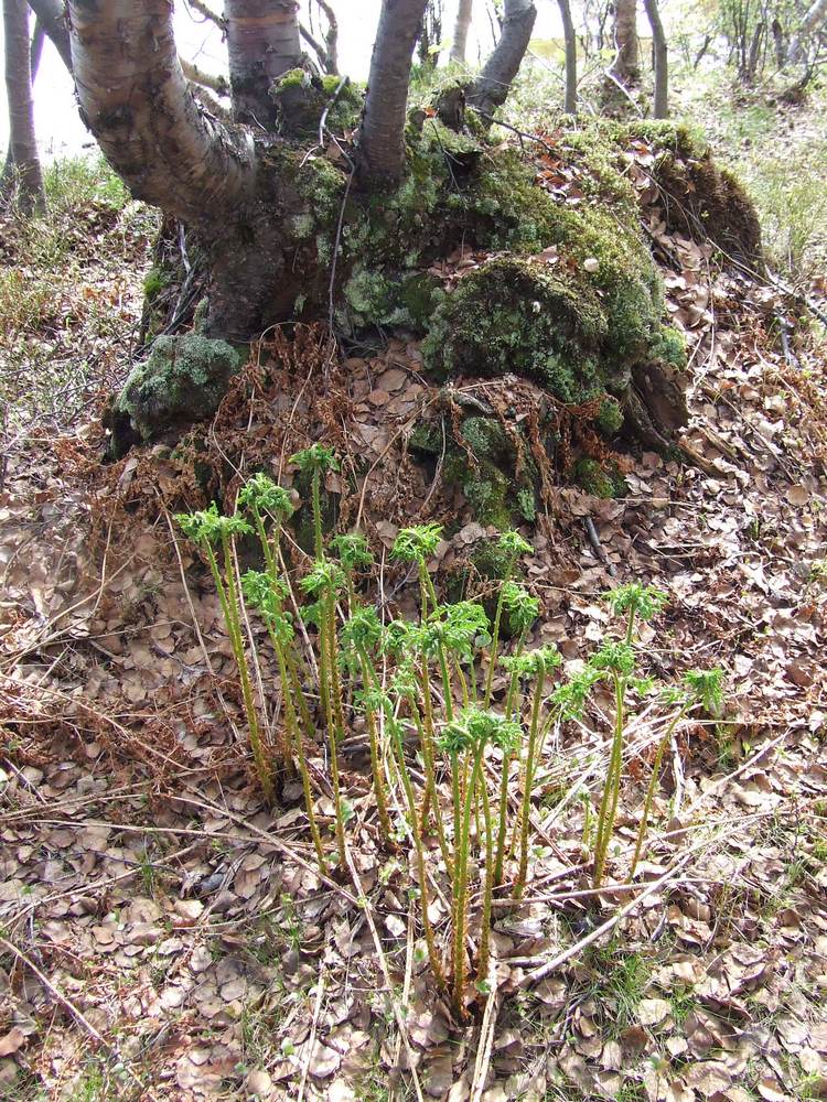 Изображение особи Dryopteris assimilis.