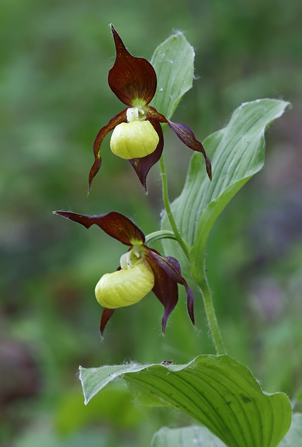 Image of Cypripedium calceolus specimen.