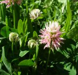 Trifolium ambiguum. Соцветия. Ставропольский край, г. Кисловодск, парк, обочина тропинки (43°53′41,39″ с.ш., 42°44′13,52″ в.д.). 30.05.2014.