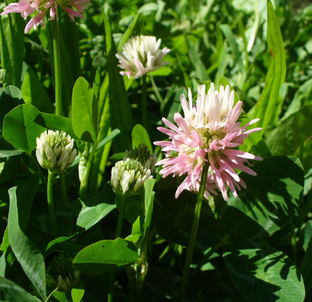 Image of Trifolium ambiguum specimen.