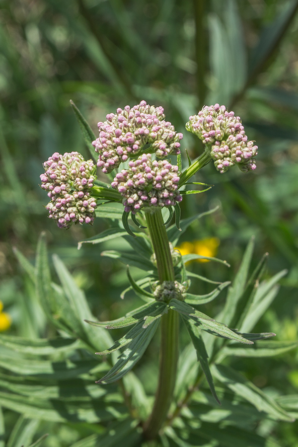 Image of Valeriana grossheimii specimen.