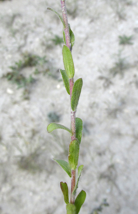 Image of Linum lanuginosum specimen.