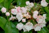 Kalmia latifolia. Соцветие с цветками и бутонами. Германия, г. Дюссельдорф, Ботанический сад университета. 02.06.2014.