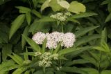 Sambucus ebulus. Верхушка растения с соцветиями. Молдова, Каларашский р-н, лес возле с. Бравичи. 25.06.2014.