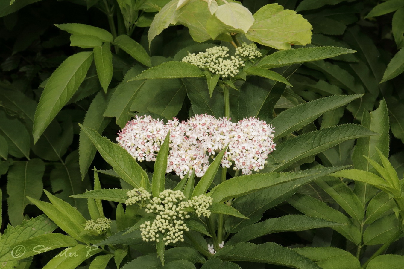 Изображение особи Sambucus ebulus.