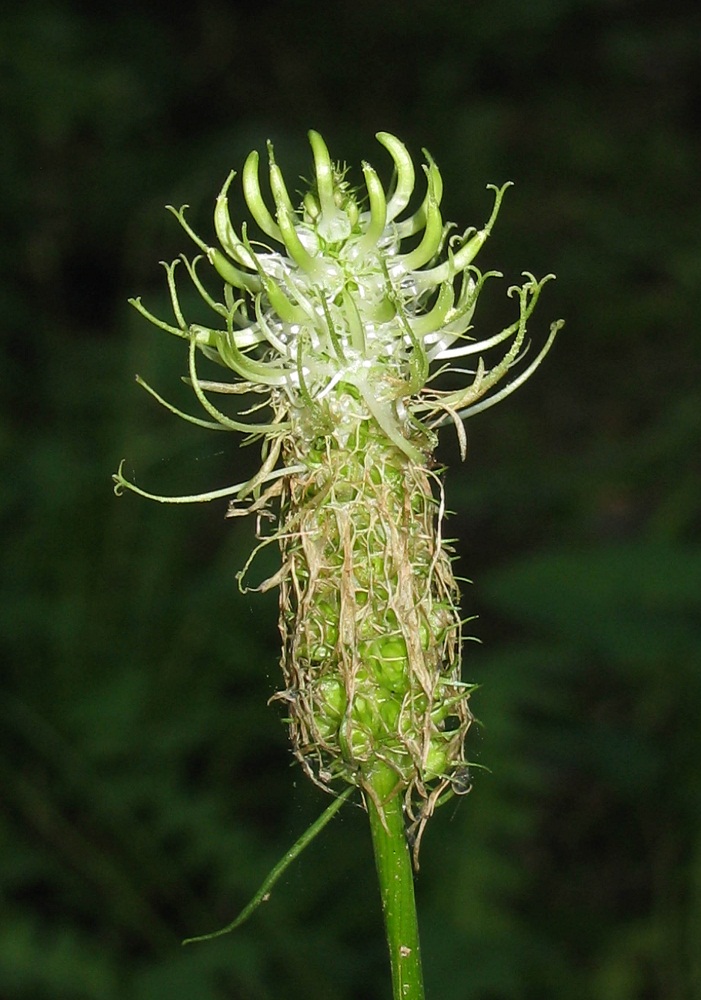 Image of Phyteuma spicatum specimen.