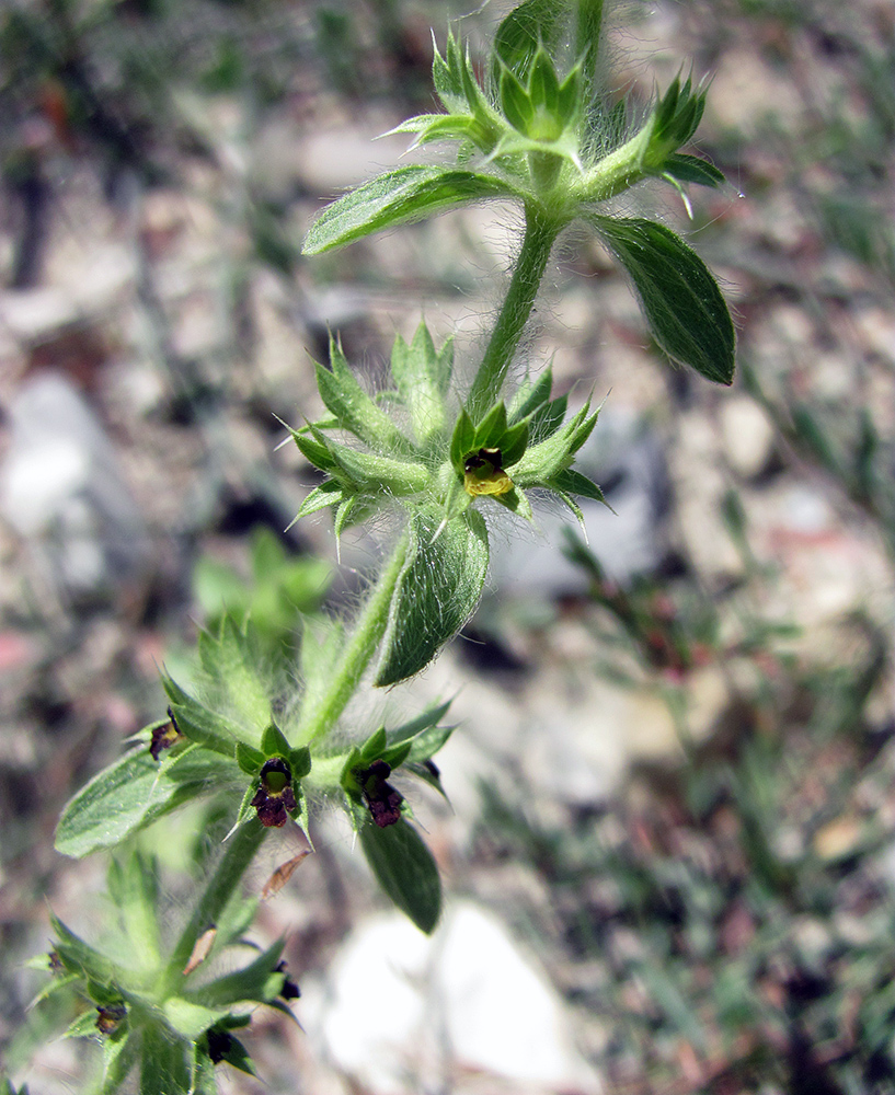 Image of Sideritis montana specimen.