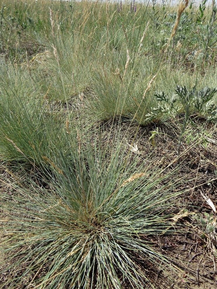 Image of Festuca valesiaca specimen.