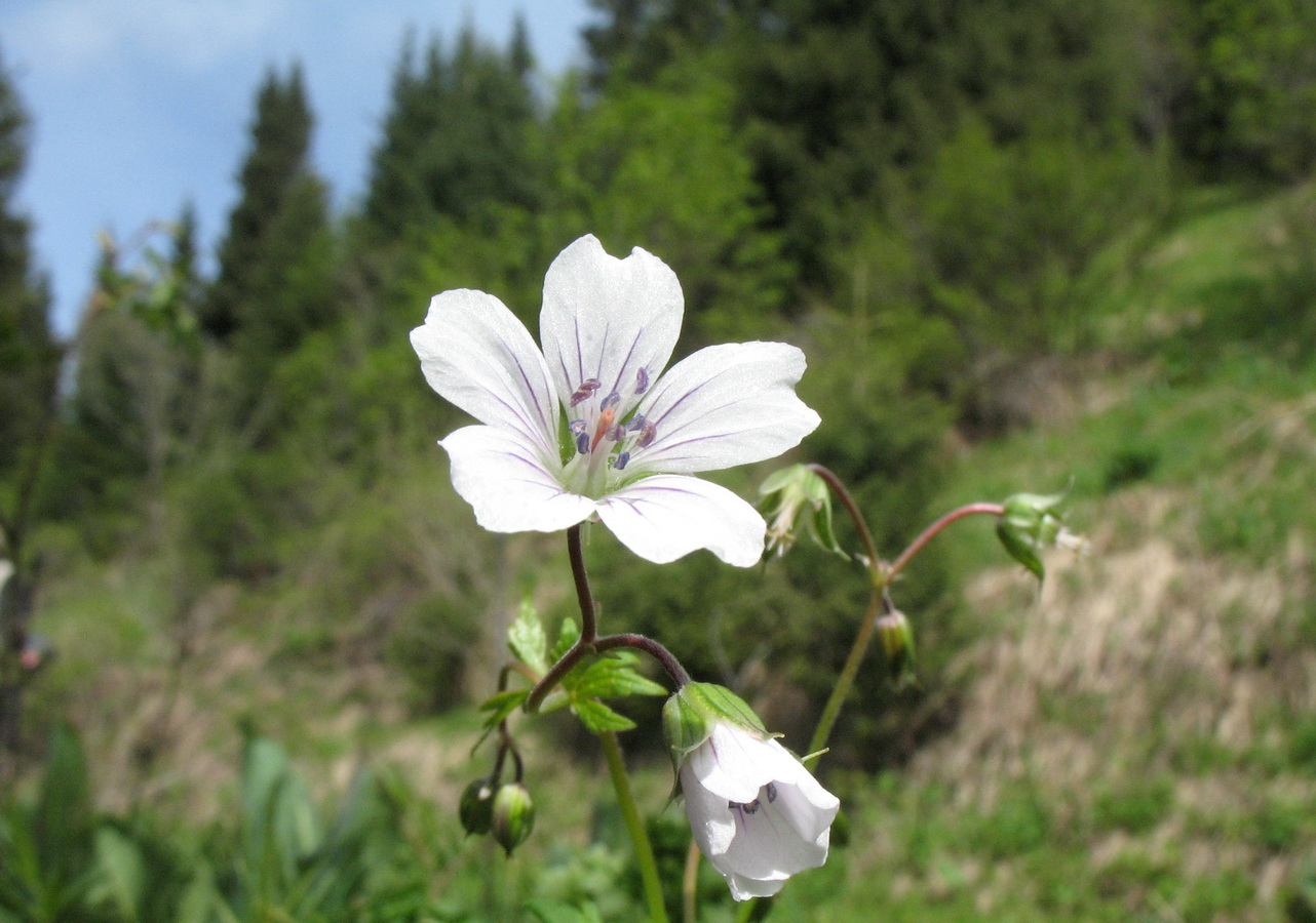 Изображение особи Geranium albiflorum.