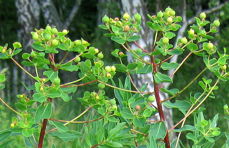 Изображение особи Euphorbia semivillosa.