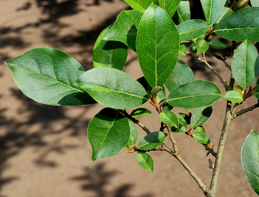 Image of Elaeagnus multiflora specimen.