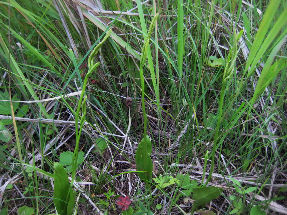 Изображение особи Ophioglossum vulgatum.