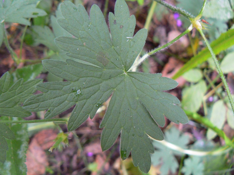 Изображение особи Geranium palustre.