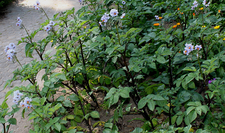 Изображение особи Solanum tuberosum.