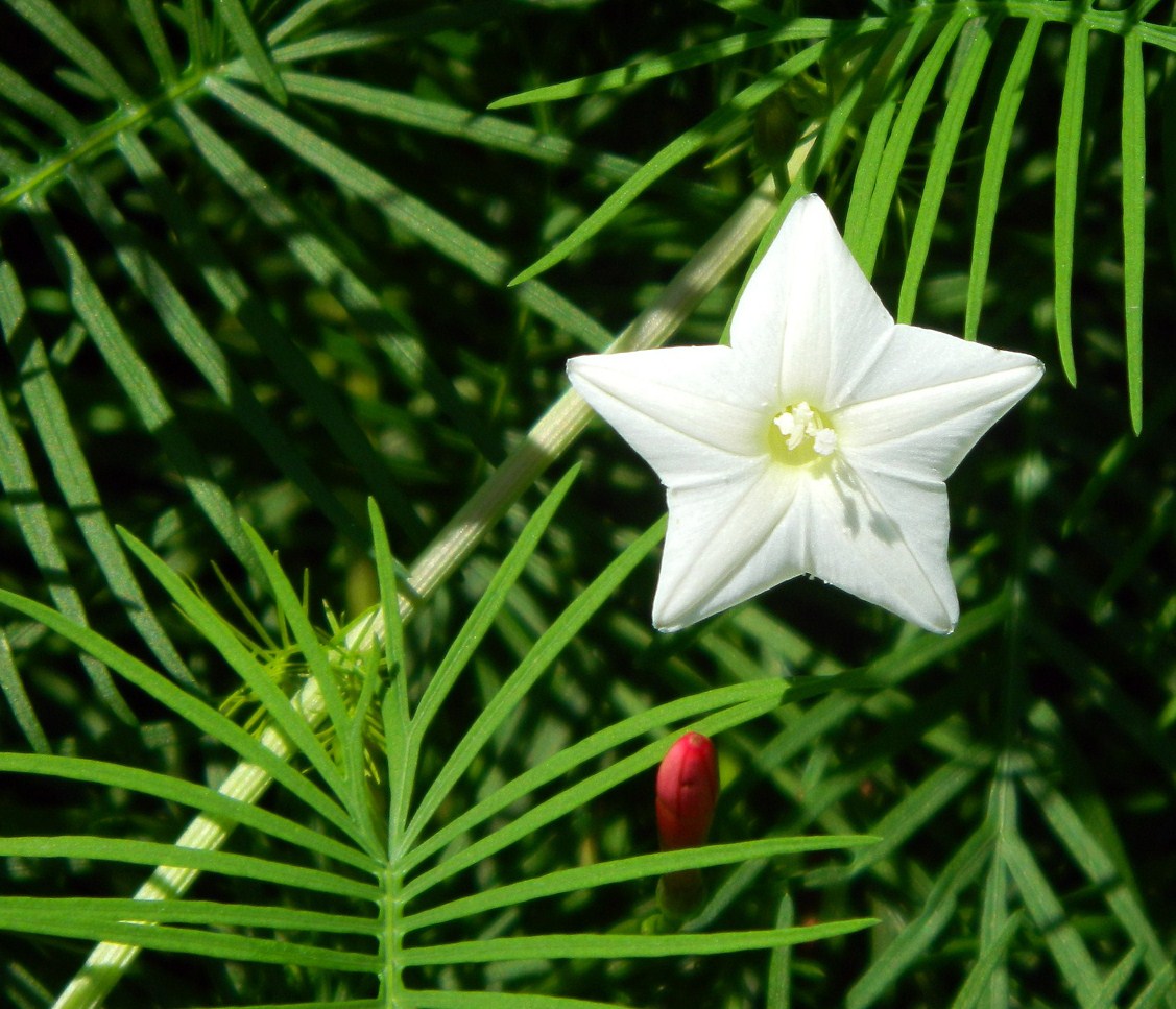 Image of Ipomoea quamoclit specimen.