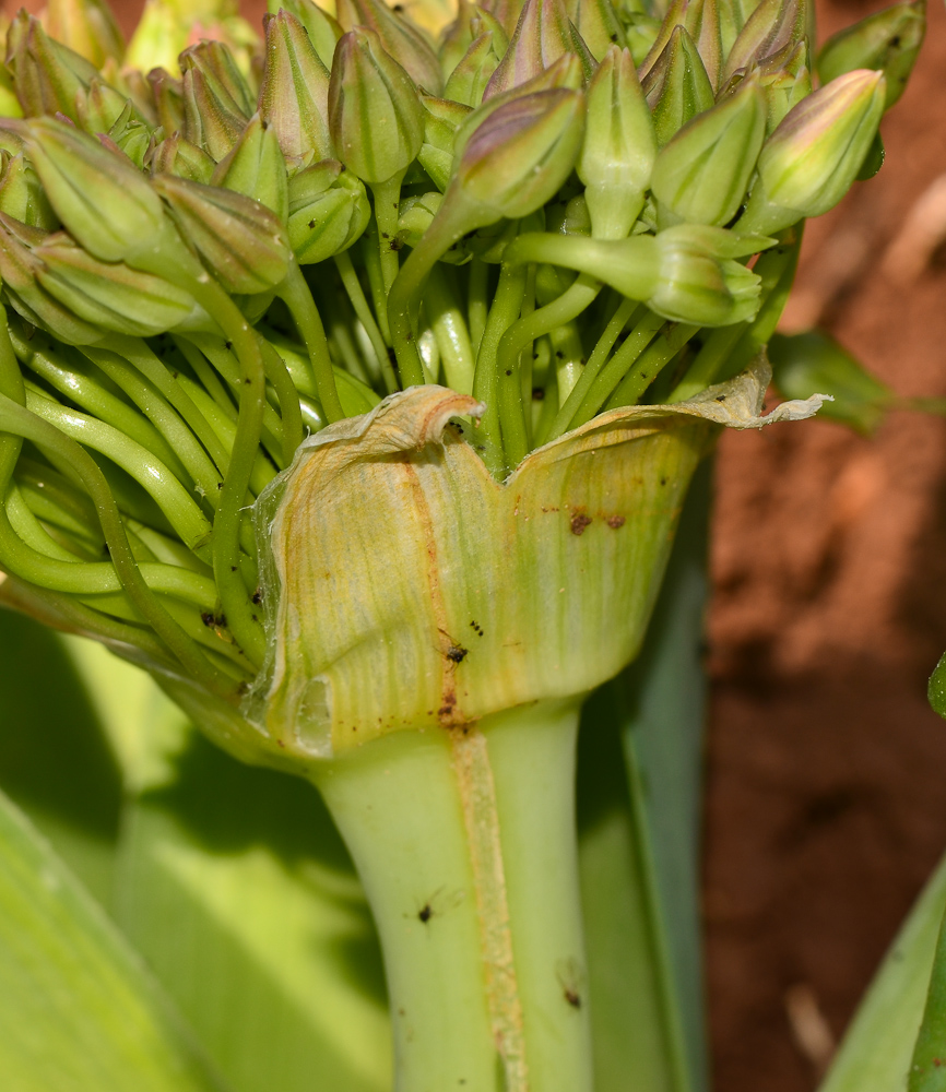 Image of Allium schubertii specimen.