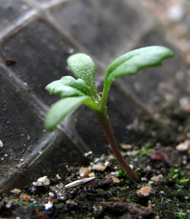 Image of Senecio vulgaris specimen.