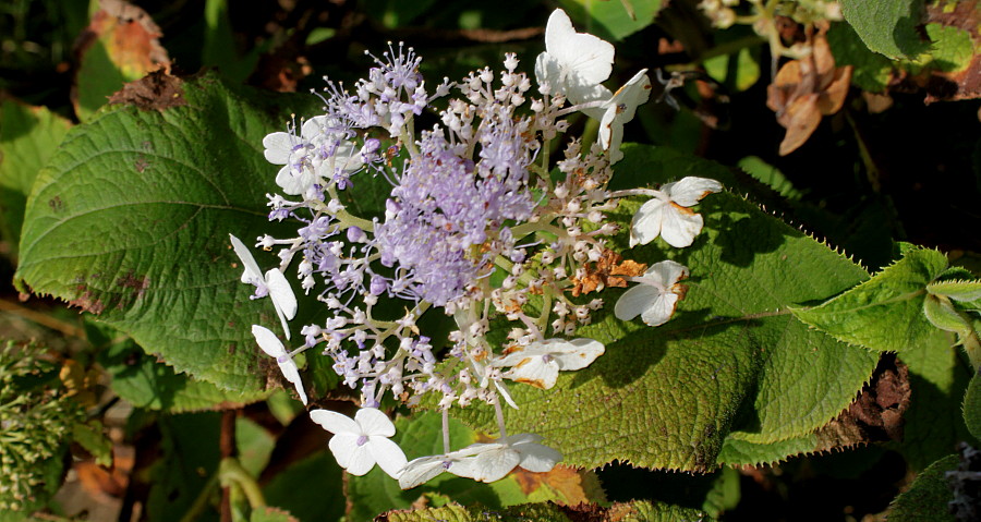 Изображение особи Hydrangea involucrata.