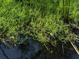 Agrostis stolonifera. Побеги, образующие сплавину на поверхности воды. Белгородская обл., окр. пос. Борисовка, берег р. Ворскла. 29.06.2009.