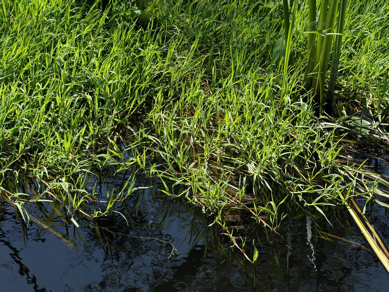 Изображение особи Agrostis stolonifera.