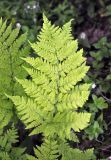 Dryopteris expansa. Вайя. Соловецкие острова, остров Большой Соловецкий. 06.07.2014.