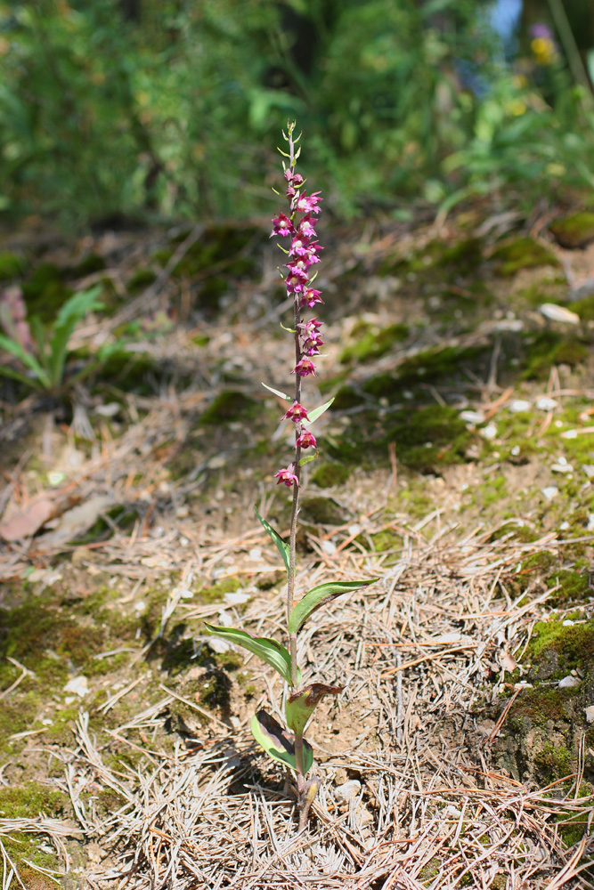 Image of Epipactis atrorubens specimen.