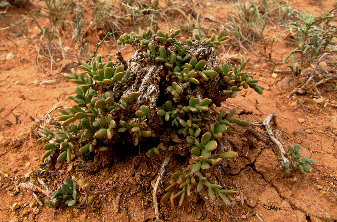 Изображение особи Zygophyllum pinnatum.