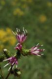 Cousinia umbrosa