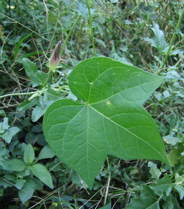 Image of Ipomoea purpurea specimen.