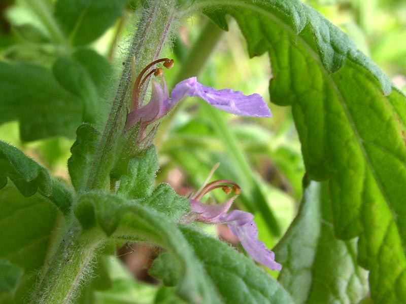 Image of Teucrium scordium specimen.