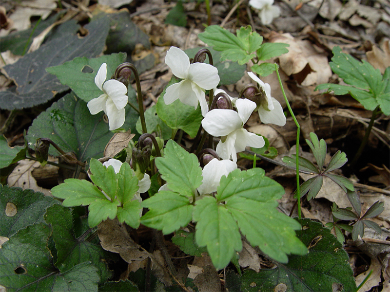 Изображение особи Viola scotophylla.