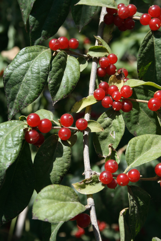 Image of Lonicera maackii specimen.