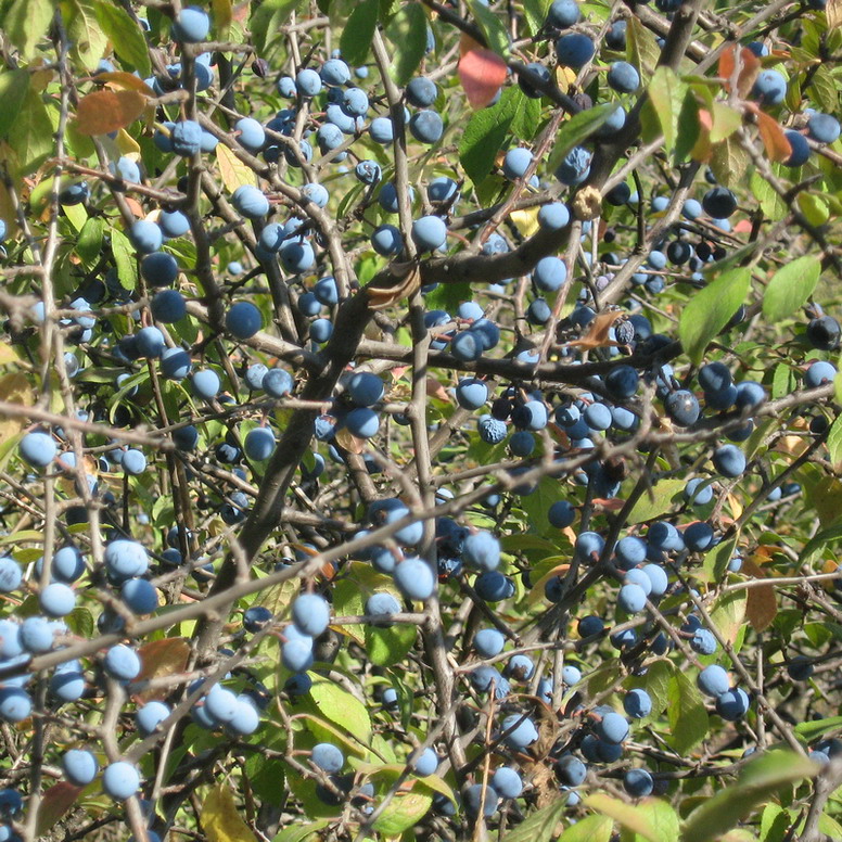 Image of Prunus stepposa specimen.
