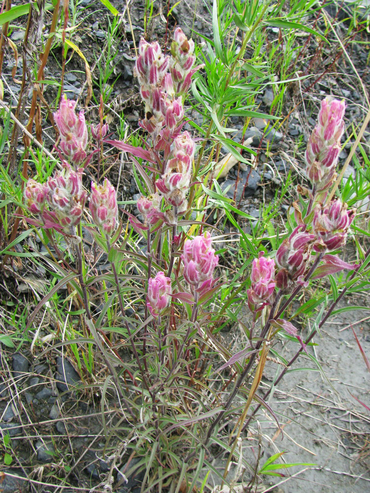 Изображение особи Castilleja rubra.