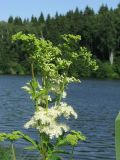 Filipendula ulmaria подвид denudata. Верхушка побега с соцветием. Подмосковье, Одинцовский р-н, с. Никольское, берег пруда. 30.06.2009.