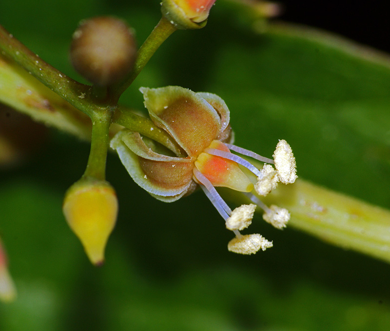 Image of Parthenocissus quinquefolia specimen.