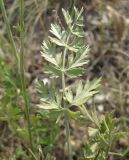 Pimpinella tragium