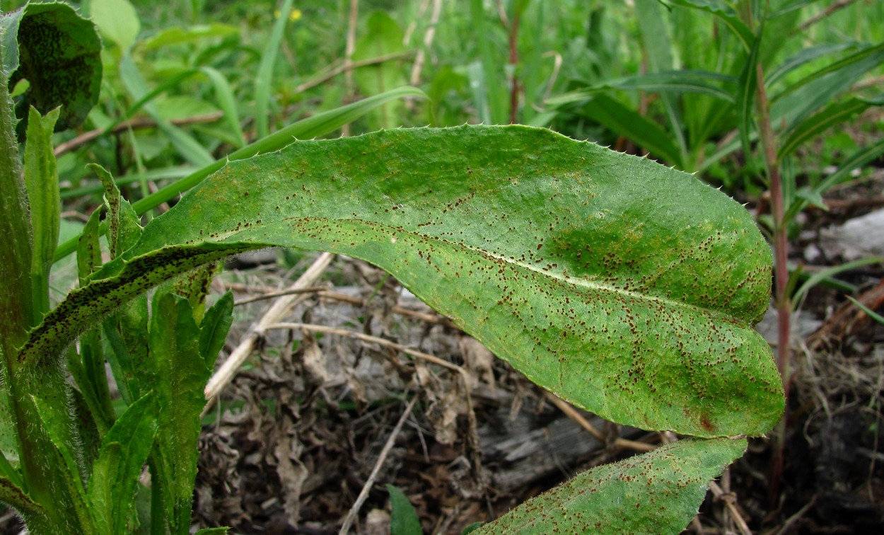 Изображение особи Cirsium setosum.