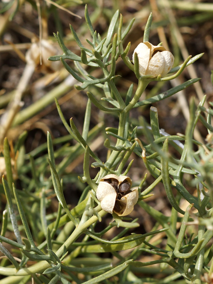 Image of Peganum harmala specimen.