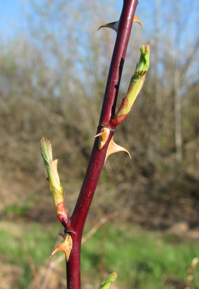 Image of Rosa cinnamomea specimen.