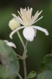 Clematis vitalba. Цветок. Черногория, окр. пос. Пржно (Pržno), обочина дороги, на зарослях колючих кустарников и лиан. 17.10.2014.