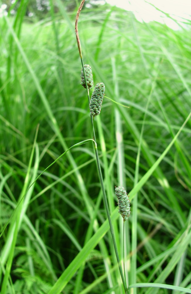 Image of Carex grioletii specimen.