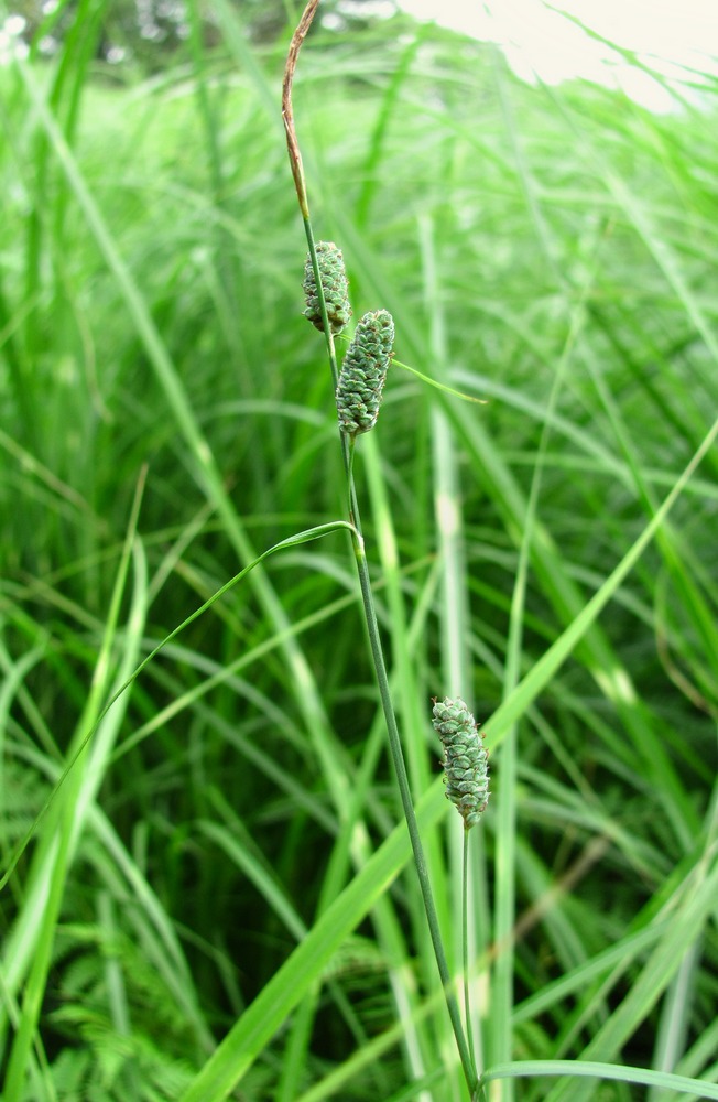 Изображение особи Carex grioletii.